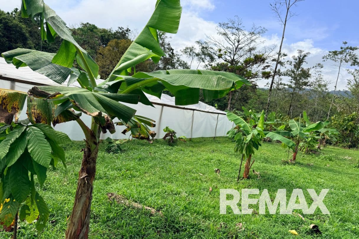 Turnkey Cacao Farm for Sale in Northern Costa Rica 71 Acres, photo 13