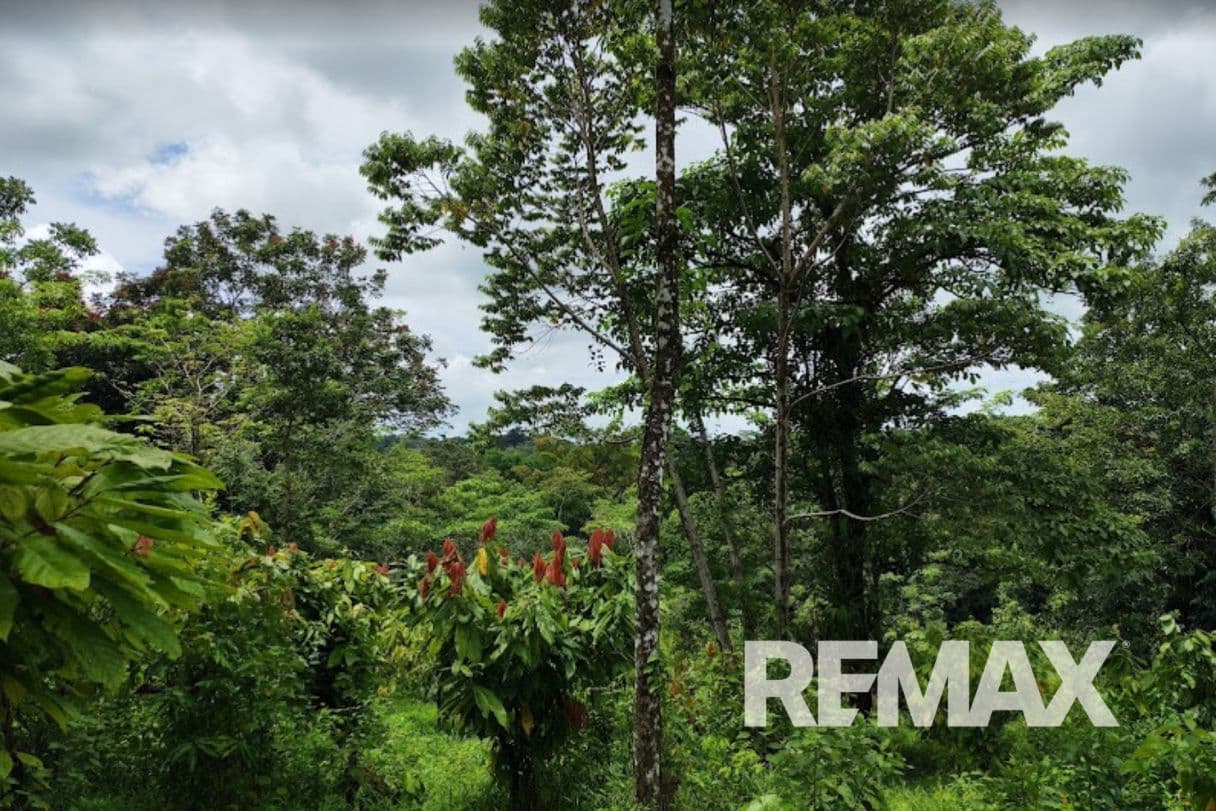 Turnkey Cacao Farm for Sale in Northern Costa Rica 71 Acres, photo 21