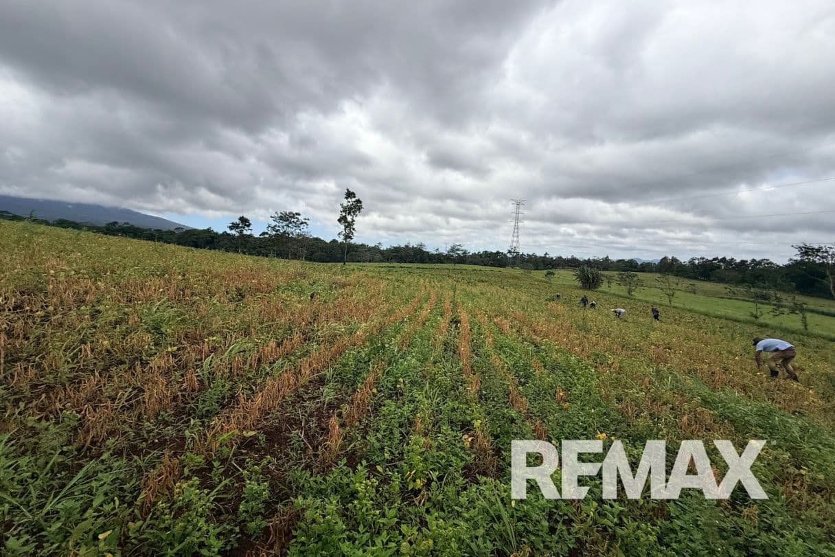 PRODUCTIVE FARM FOR SALE IN SANTA CECILIA, LA CRUZ – GUANACASTE, photo 8
