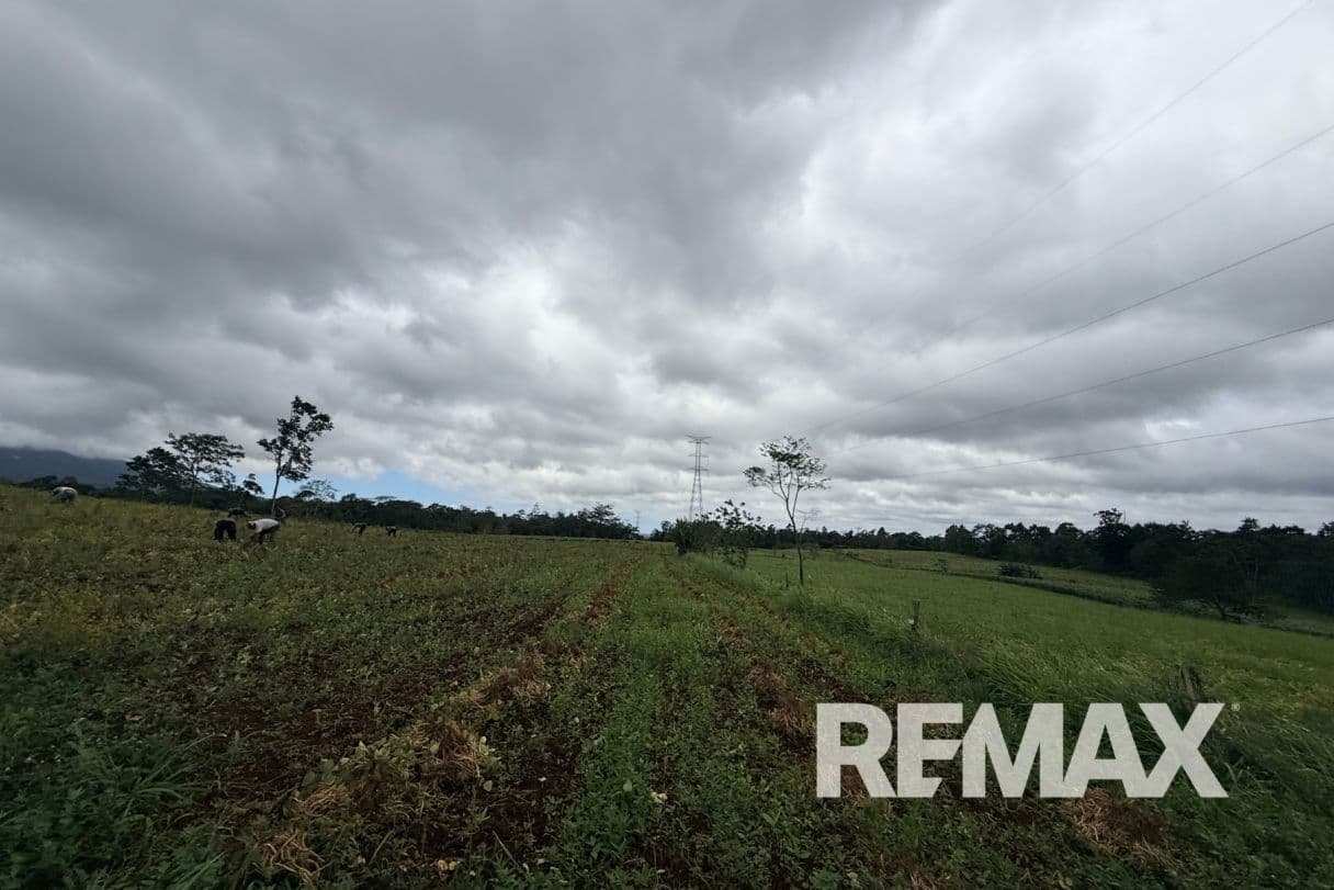 PRODUCTIVE FARM FOR SALE IN SANTA CECILIA, LA CRUZ – GUANACASTE, photo 21