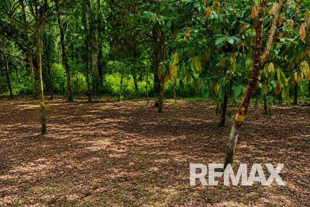 HOME FOR SALE IN LLANO AZUL, UPALA, COSTA RICA, photo 29
