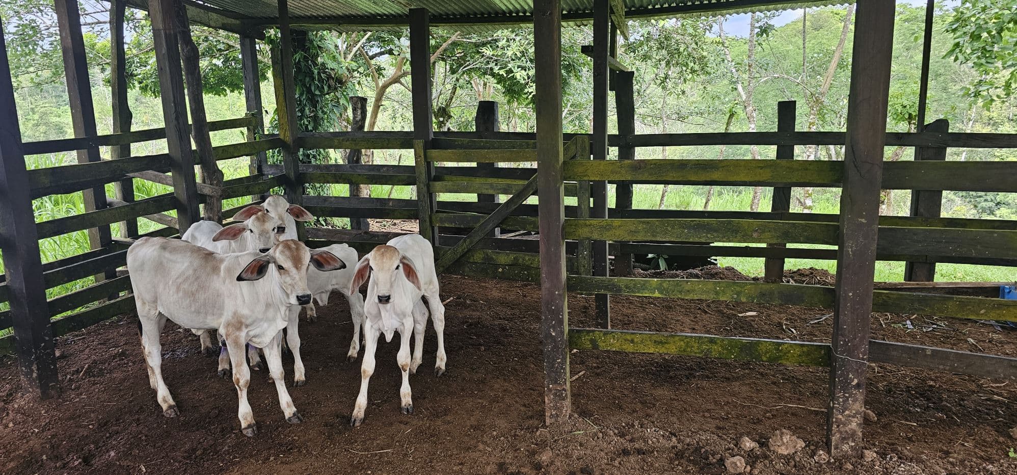 Fully Fenced 78,000m² Farm with Two Homes, Stables & Water Sources – Pocosol, San Carlos, photo 17