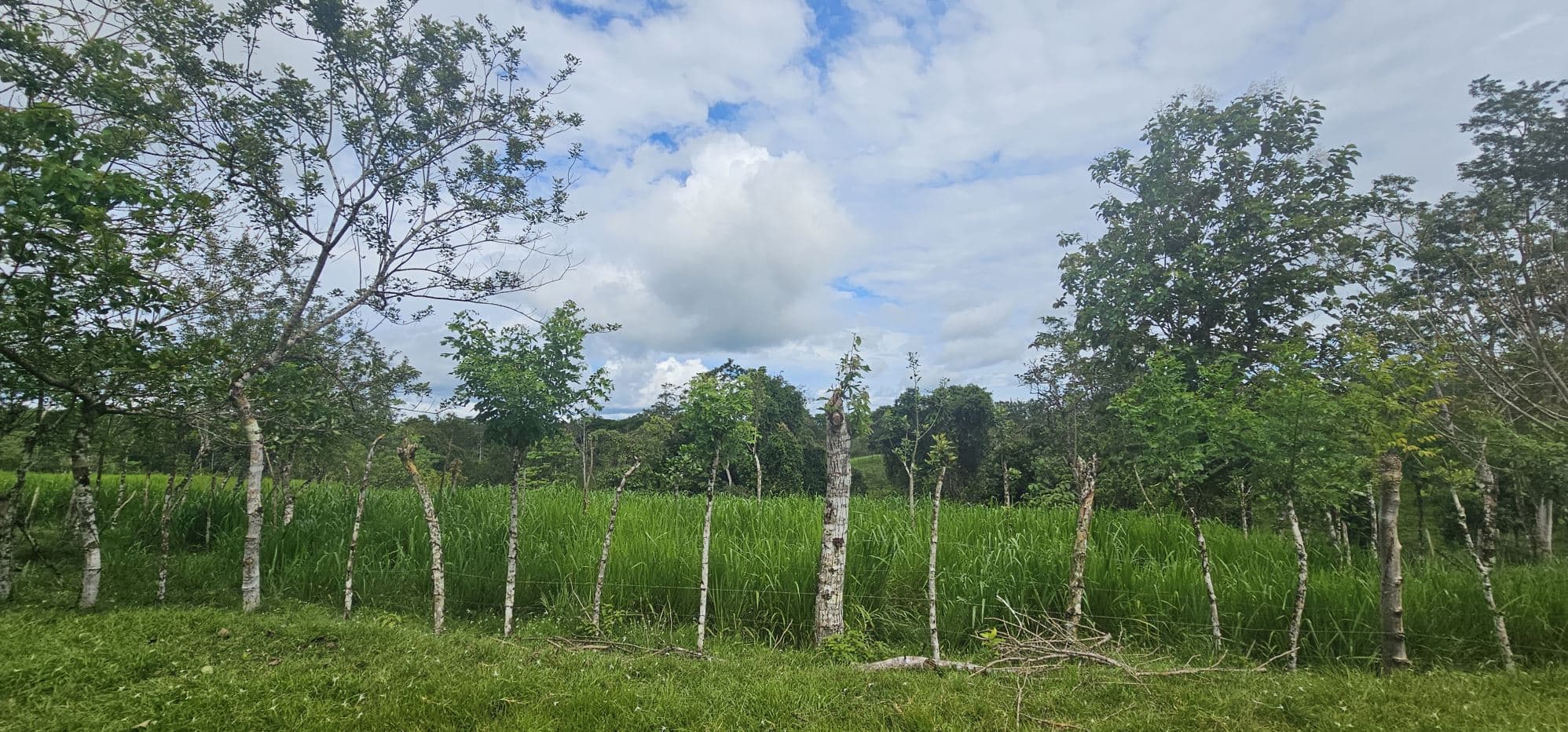Fully Fenced 78,000m² Farm with Two Homes, Stables & Water Sources – Pocosol, San Carlos, photo 32