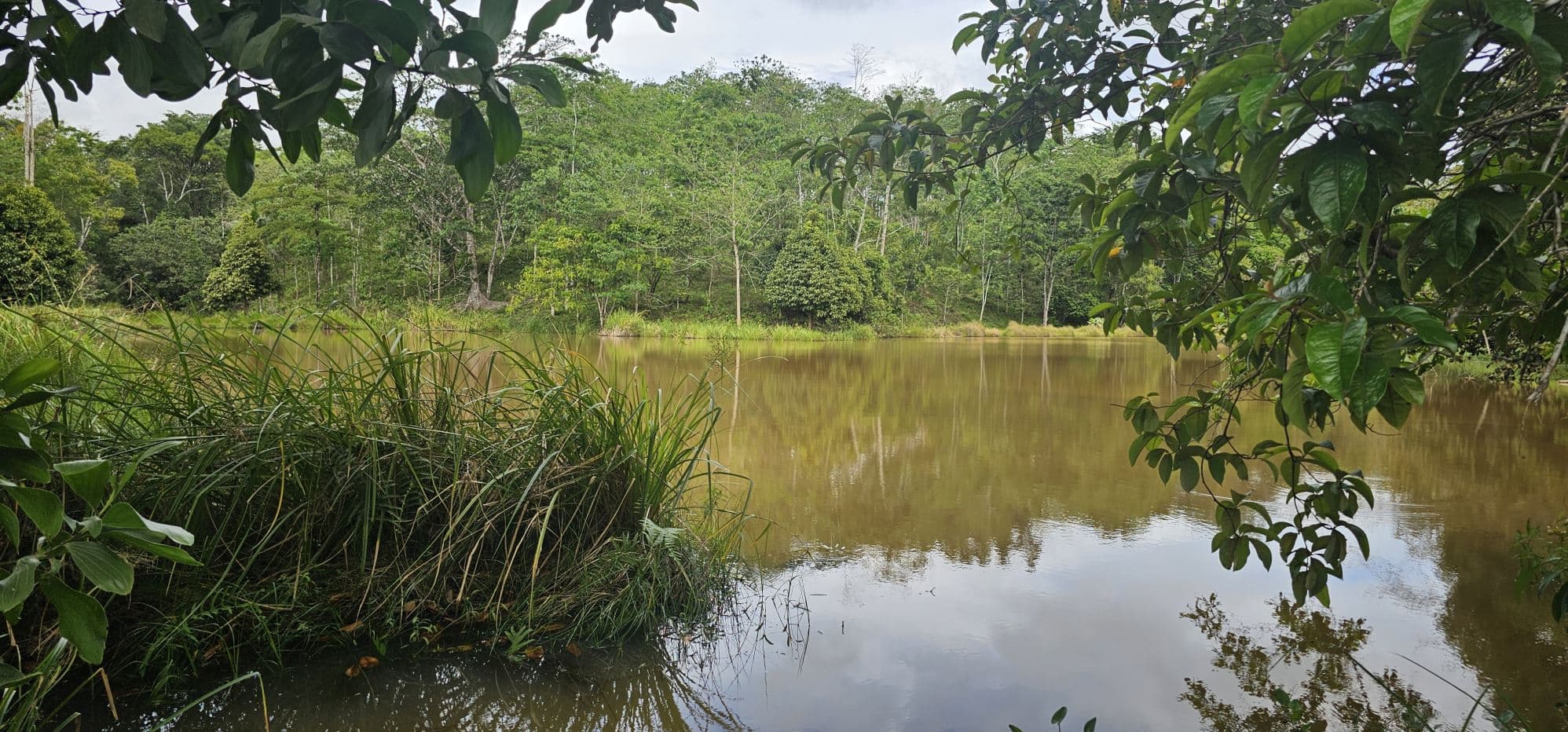 Fully Fenced 78,000m² Farm with Two Homes, Stables & Water Sources – Pocosol, San Carlos, photo 21