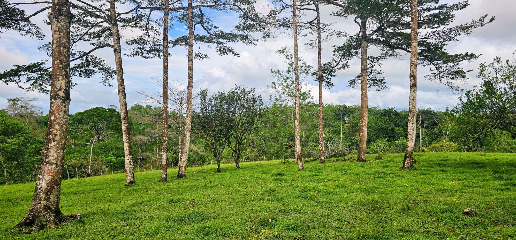 Fully Fenced 78,000m² Farm with Two Homes, Stables & Water Sources – Pocosol, San Carlos, photo 28