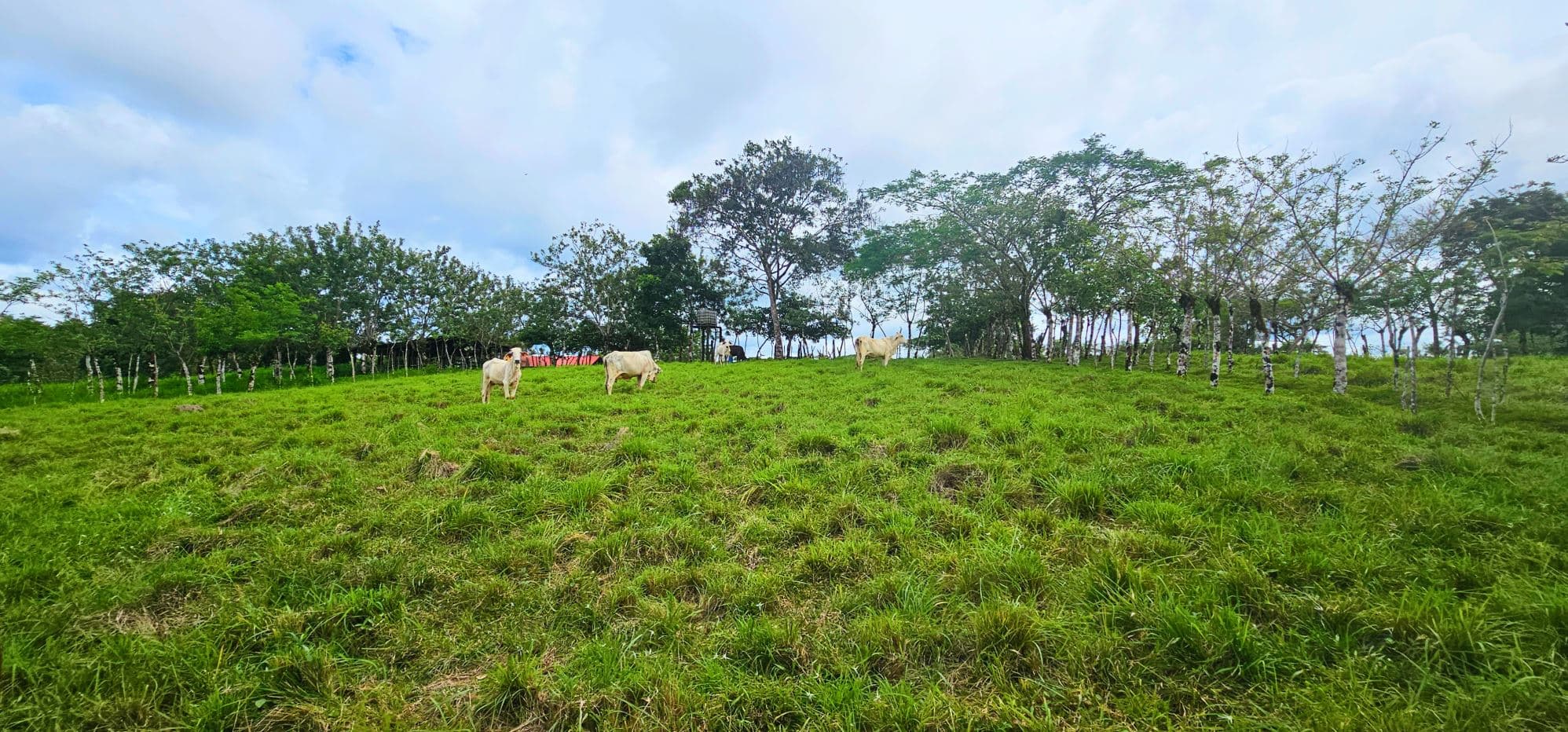 Fully Fenced 78,000m² Farm with Two Homes, Stables & Water Sources – Pocosol, San Carlos, photo 26