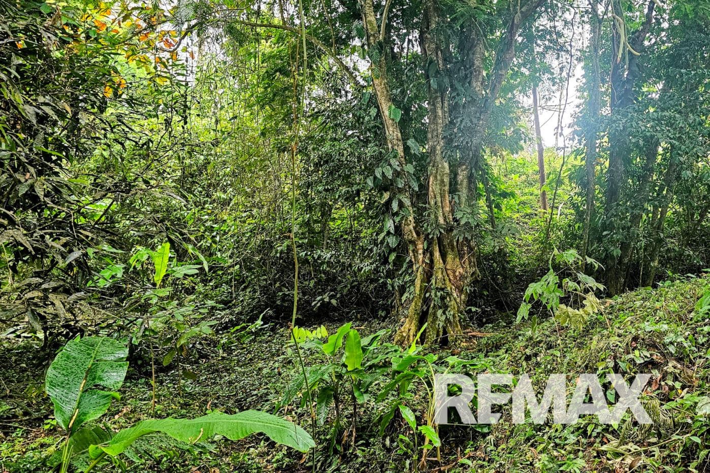 Beautiful Riverside Property in La Tigra – Great Value at ¢50,000,000, photo 3