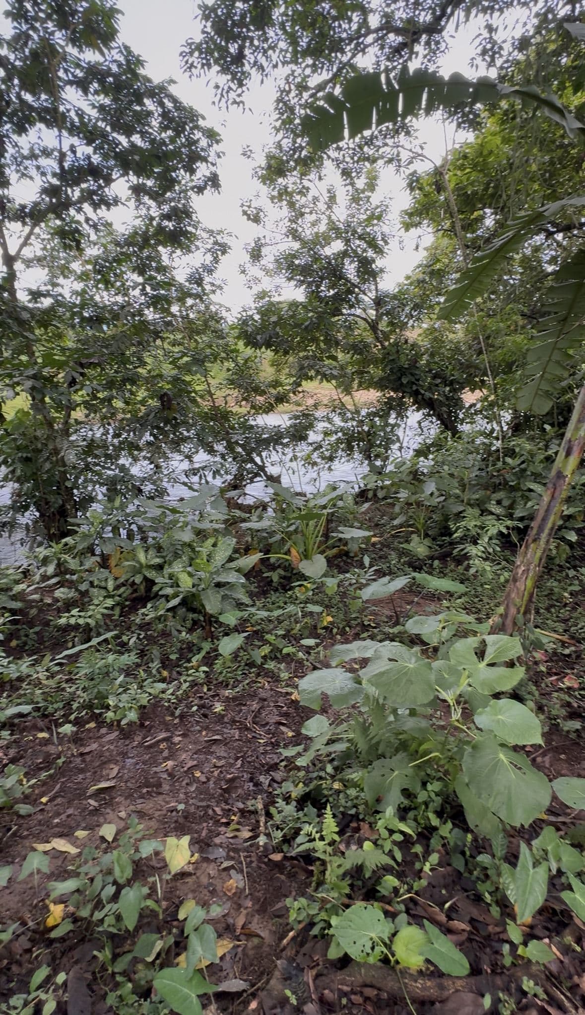 Riverside Land Just 5 Miles from La Fortuna – 6,284 m², photo 10