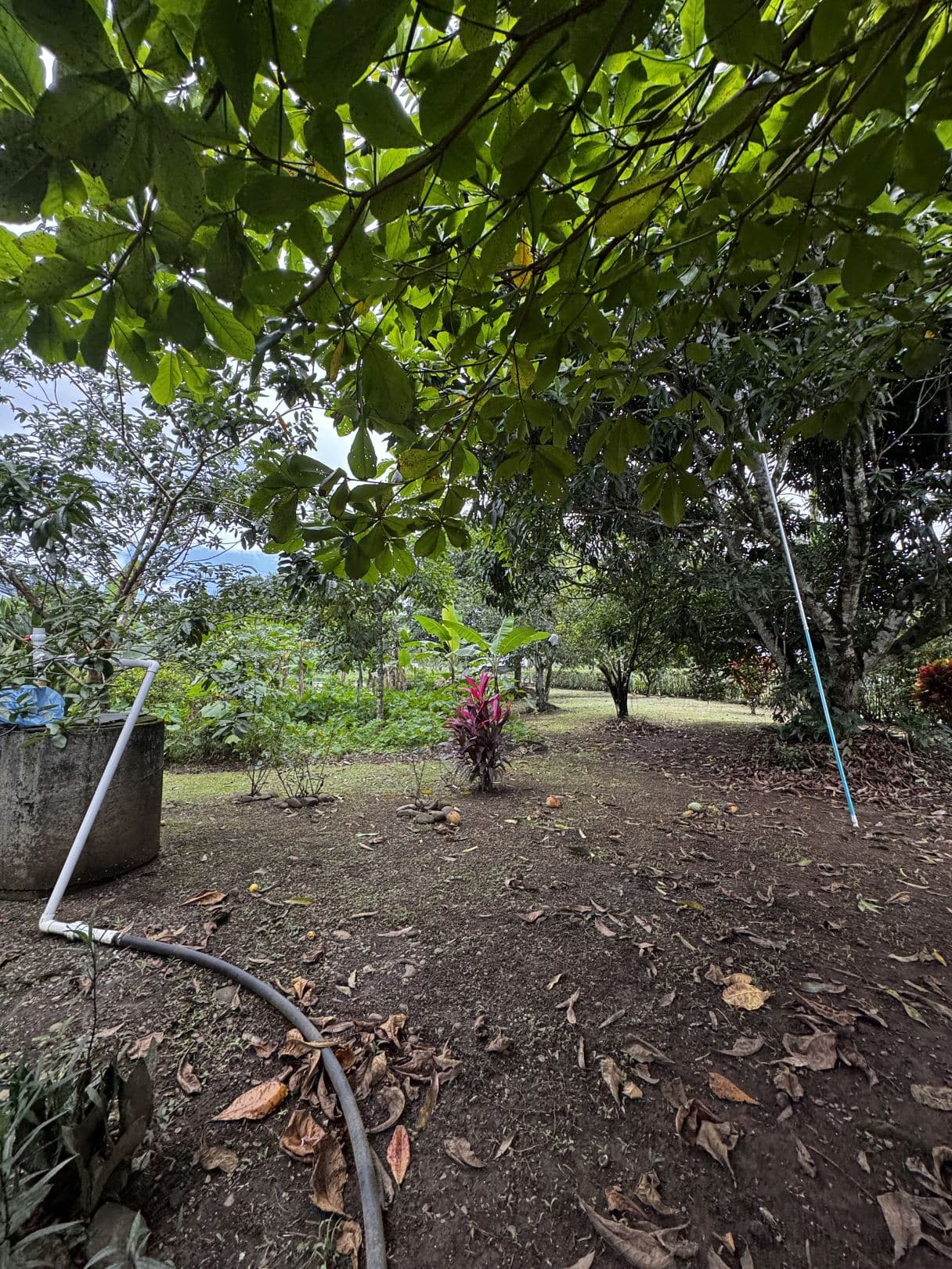 For Sale 5 Bedroom House Near La Fortuna with Fruit Trees and Large Lot, photo 11
