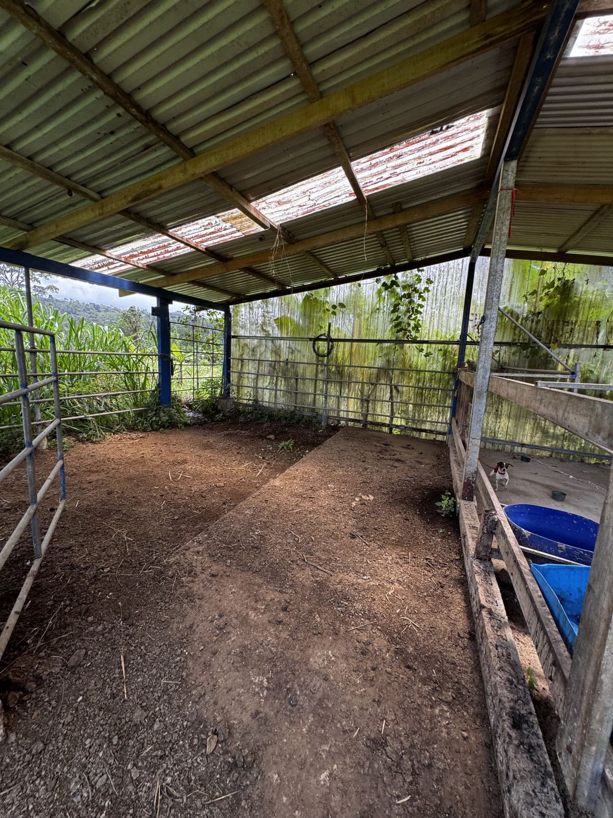 house for sale big property San Carlos Costa Rica, photo 6