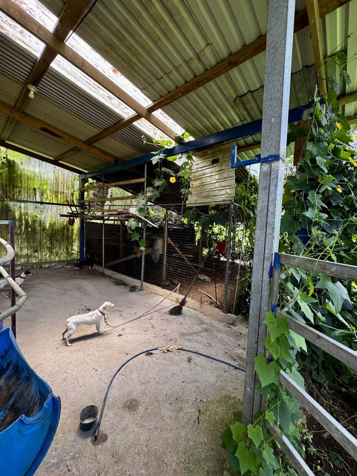 house for sale big property San Carlos Costa Rica, photo 10