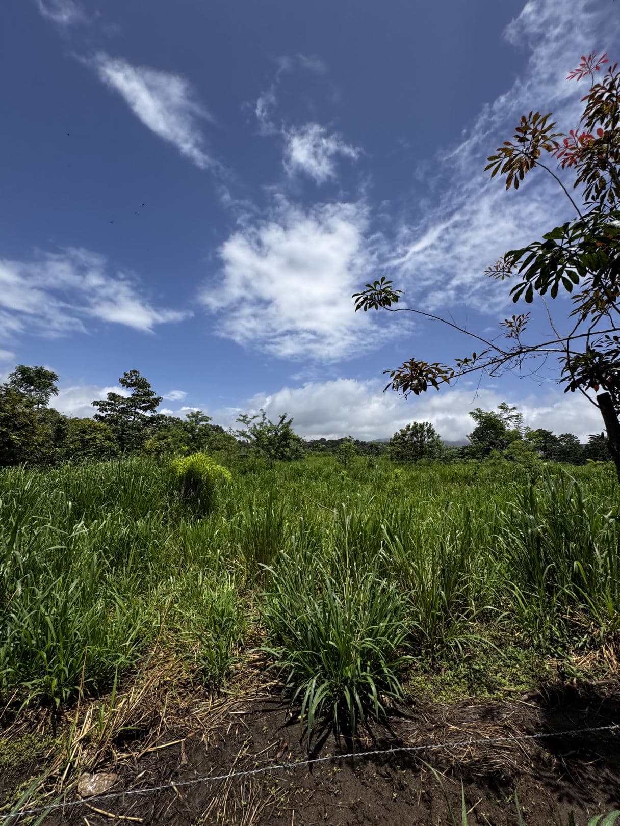 house for sale big property San Carlos Costa Rica, photo 8