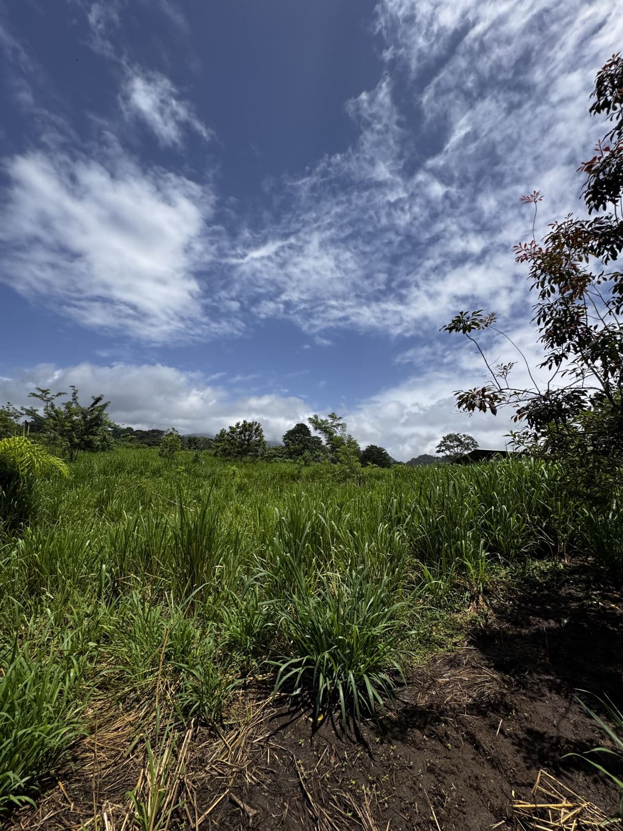 house for sale big property San Carlos Costa Rica, photo 7