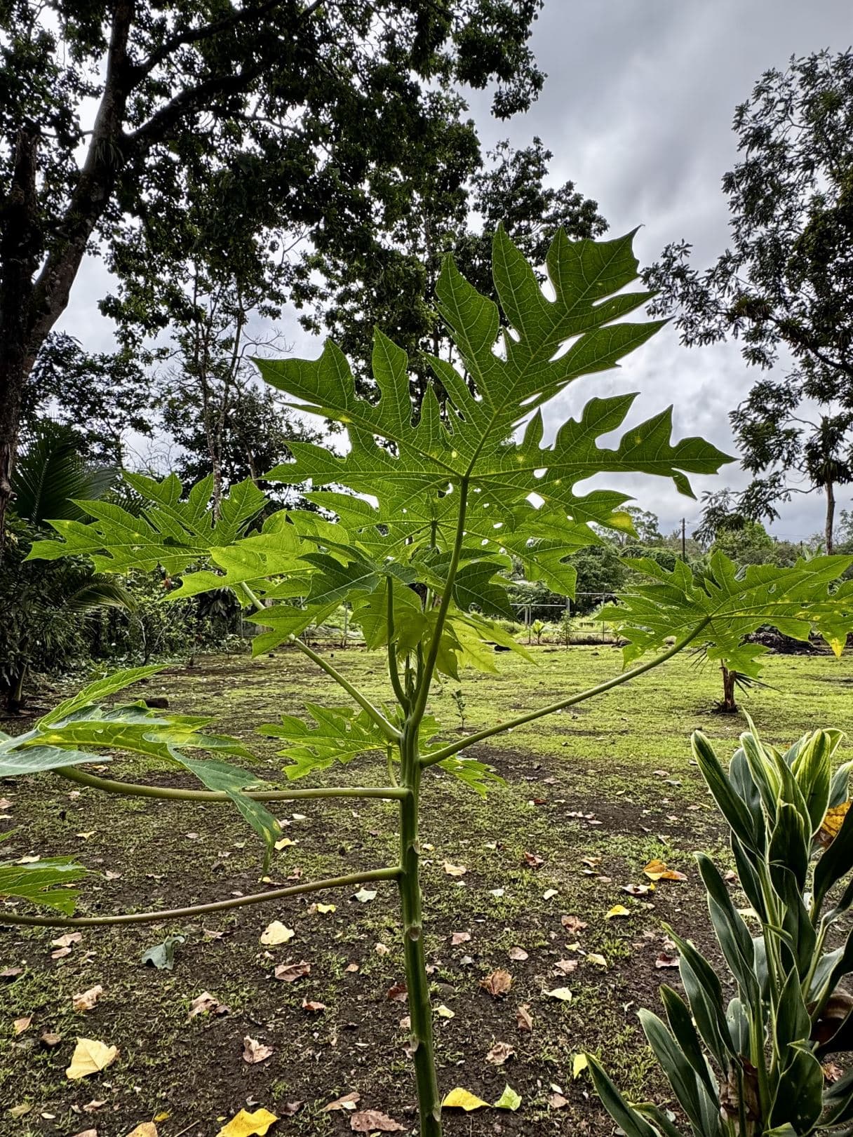 For Sale Eco-Friendly Cabin Surrounded by Nature 40 Minutes from La Fortuna, photo 18