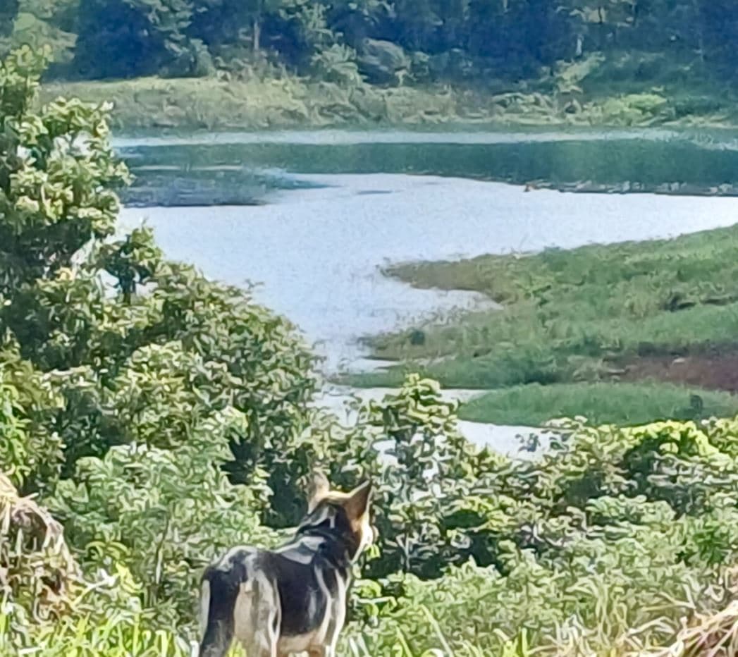Peaceful Lake View Lot in San Luis, Tilaran, Guanacaste, photo 5