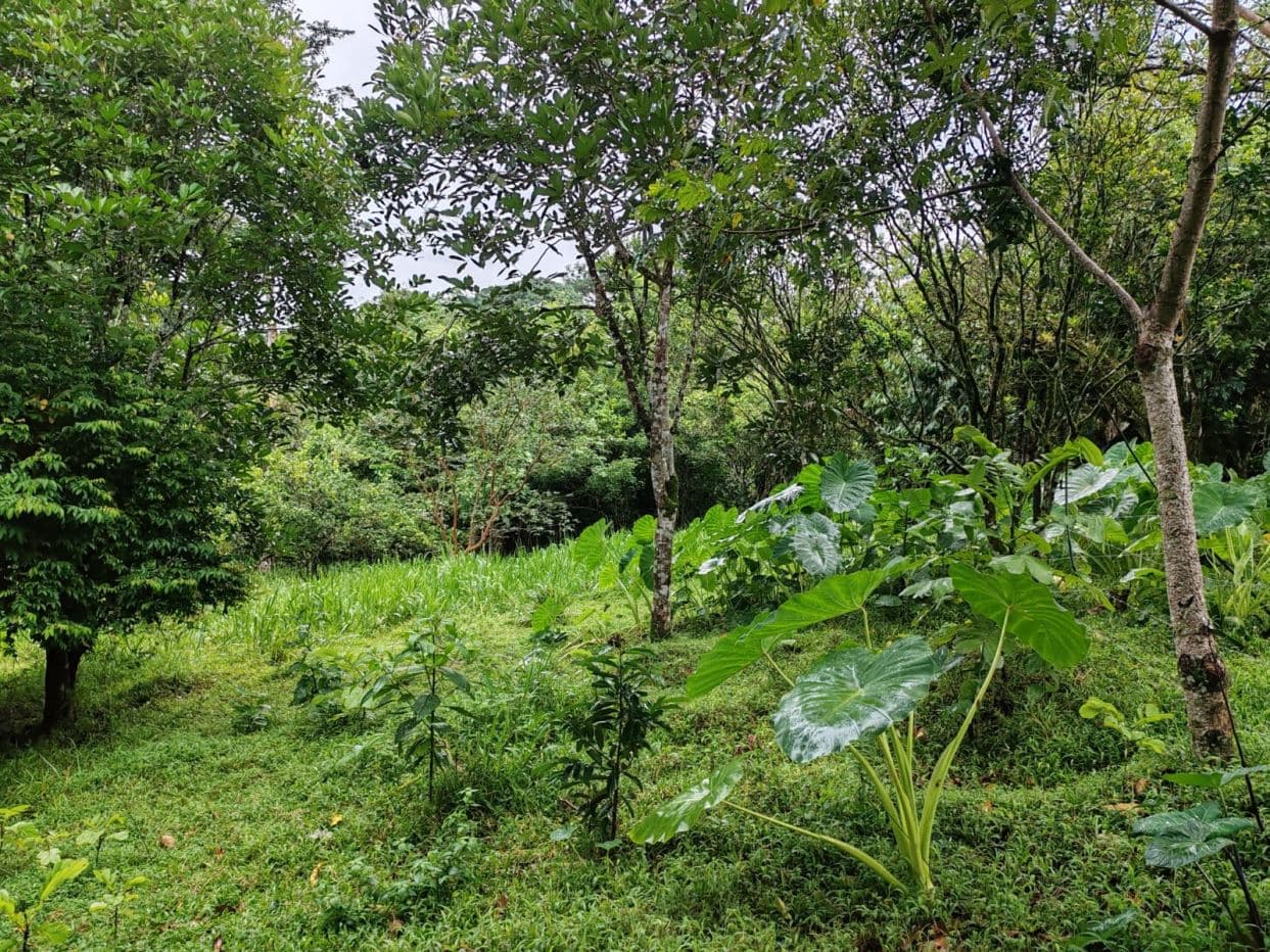 PROPERTY FOR SALE – BIJAGUA, GUANACASTE, photo 6