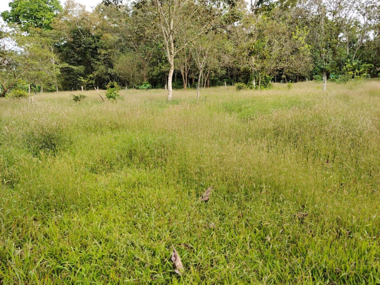 Contry Farm in Guanacaste – Bijagua, Buena Vista, photo 5