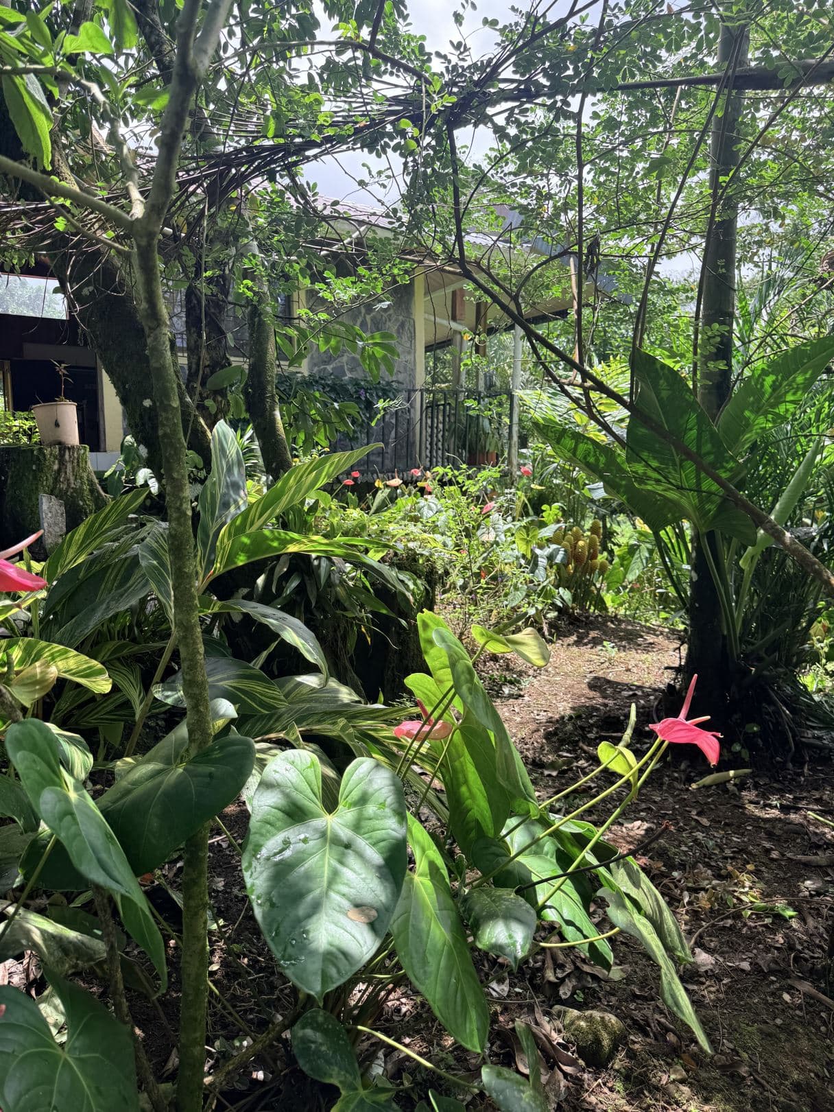 Eco-Tourism Property for Sale – 9,543 m² in Bijagua, Upala, photo 44