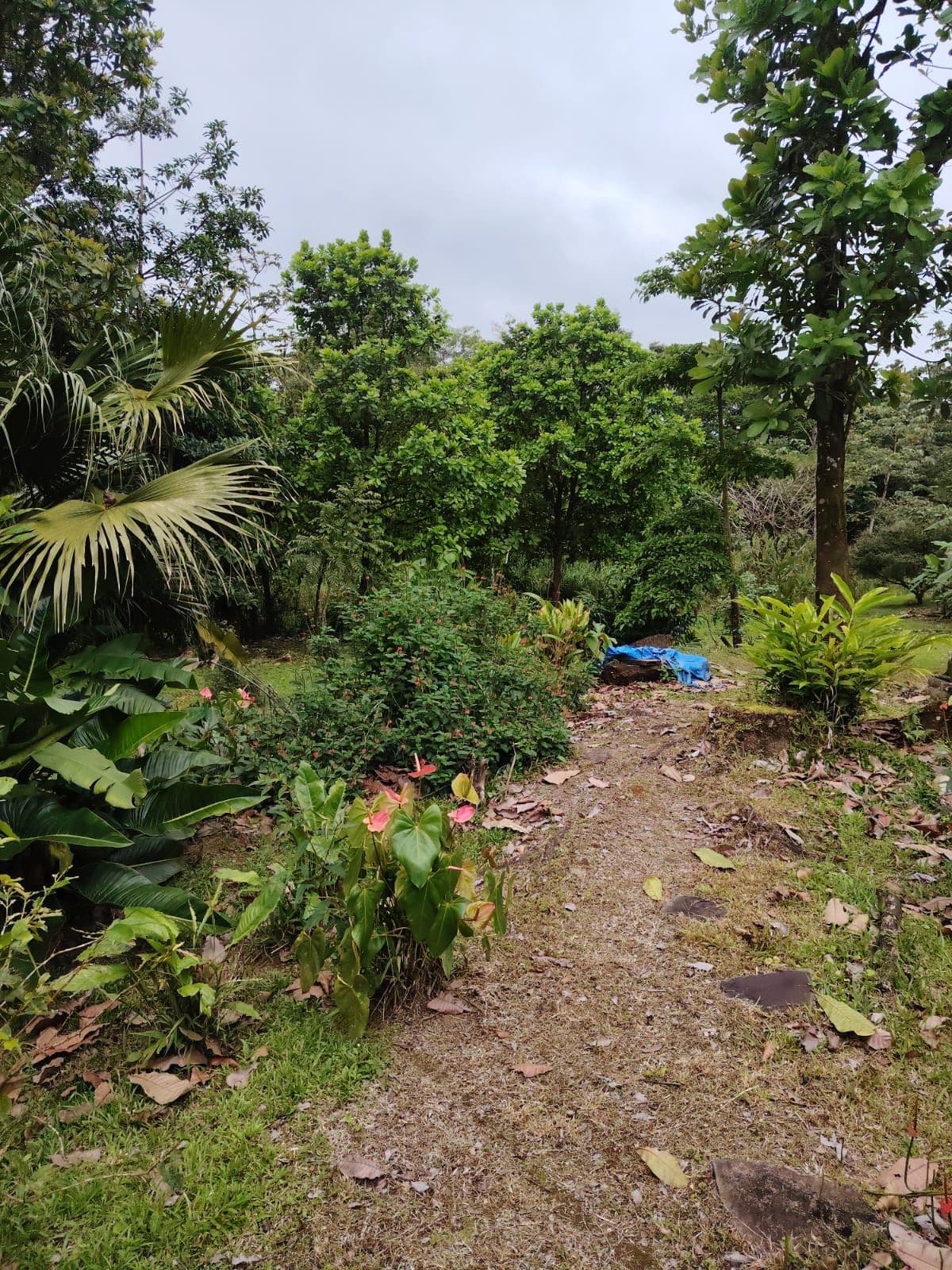 Eco-Tourism Property for Sale – 9,543 m² in Bijagua, Upala, photo 24