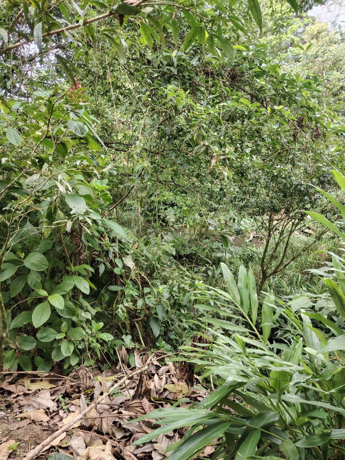 Eco-Tourism Property for Sale – 9,543 m² in Bijagua, Upala, photo 29