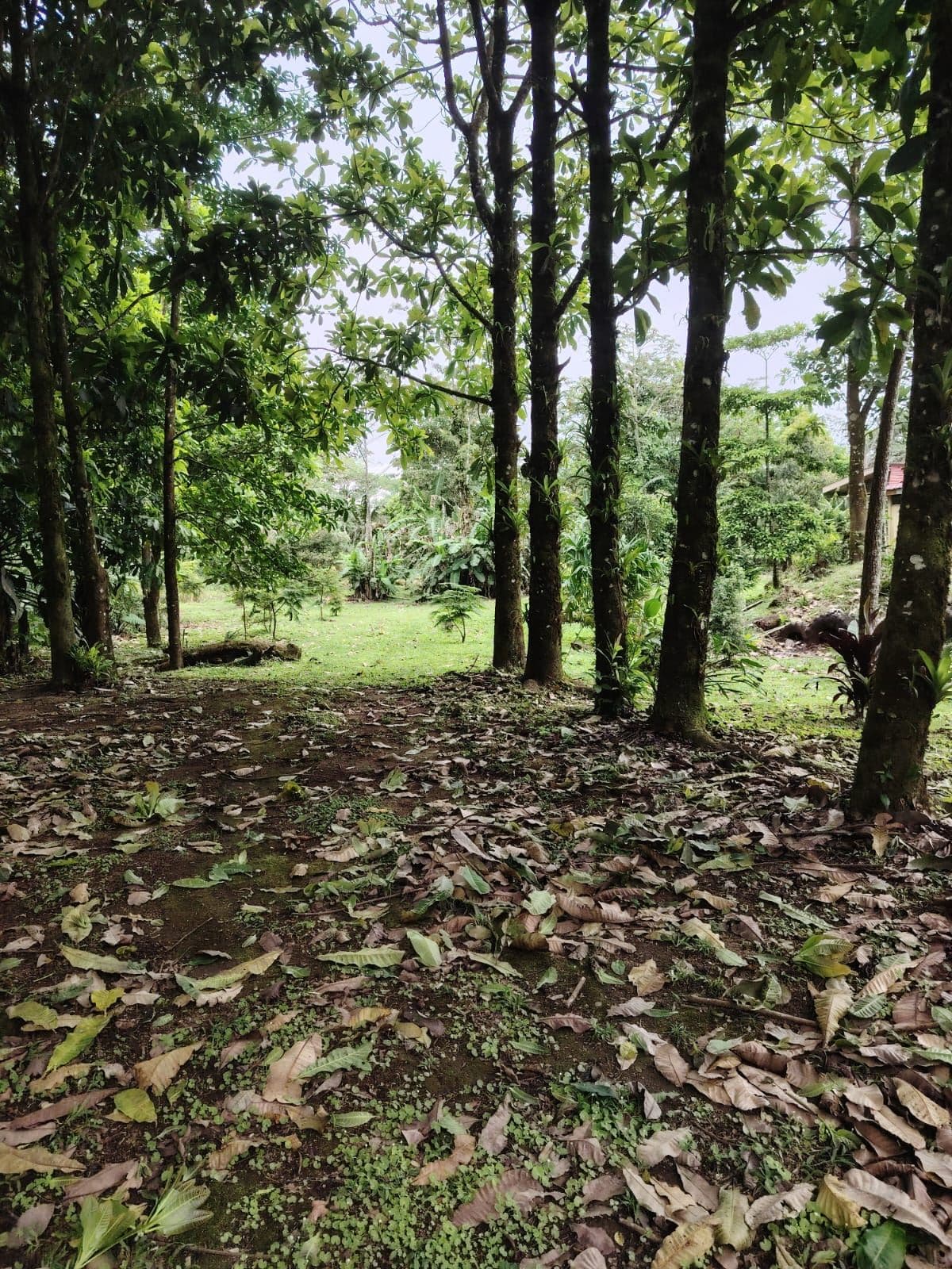 Eco-Tourism Property for Sale – 9,543 m² in Bijagua, Upala, photo 31