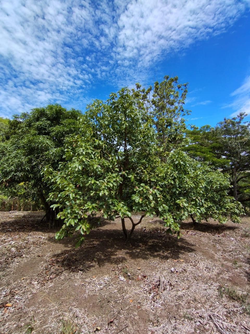 Vacation Property for Sale | Cerro Tobar, Tilarán, Guanacaste, photo 11