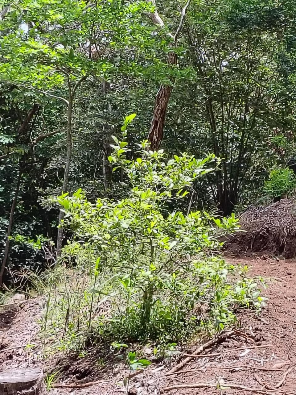 Vacation Property for Sale | Cerro Tobar, Tilarán, Guanacaste, photo 9
