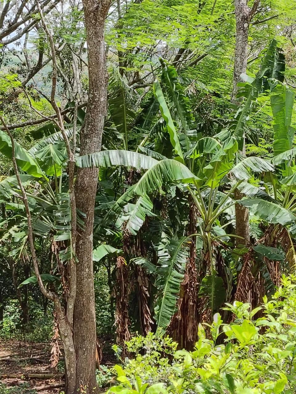 Vacation Property for Sale | Cerro Tobar, Tilarán, Guanacaste, photo 8