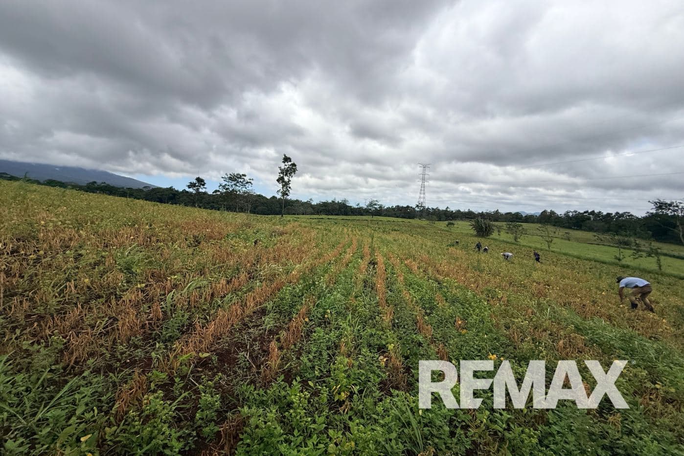 PRODUCTIVE FARM FOR SALE IN SANTA CECILIA, LA CRUZ – GUANACASTE, photo 8