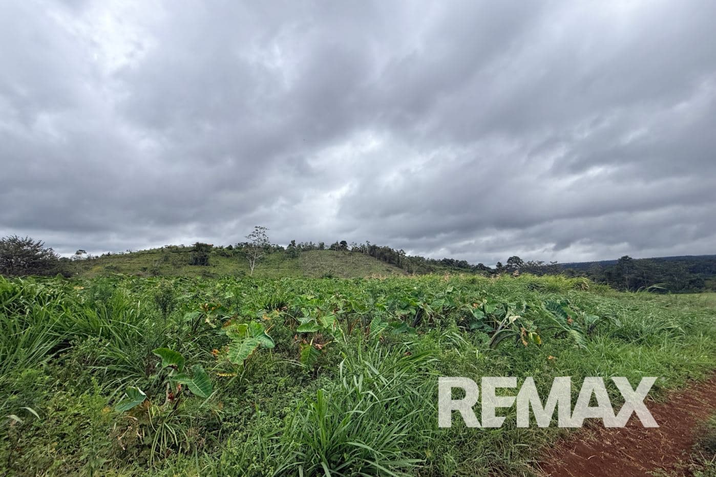 PRODUCTIVE FARM FOR SALE IN SANTA CECILIA, LA CRUZ – GUANACASTE, photo 11