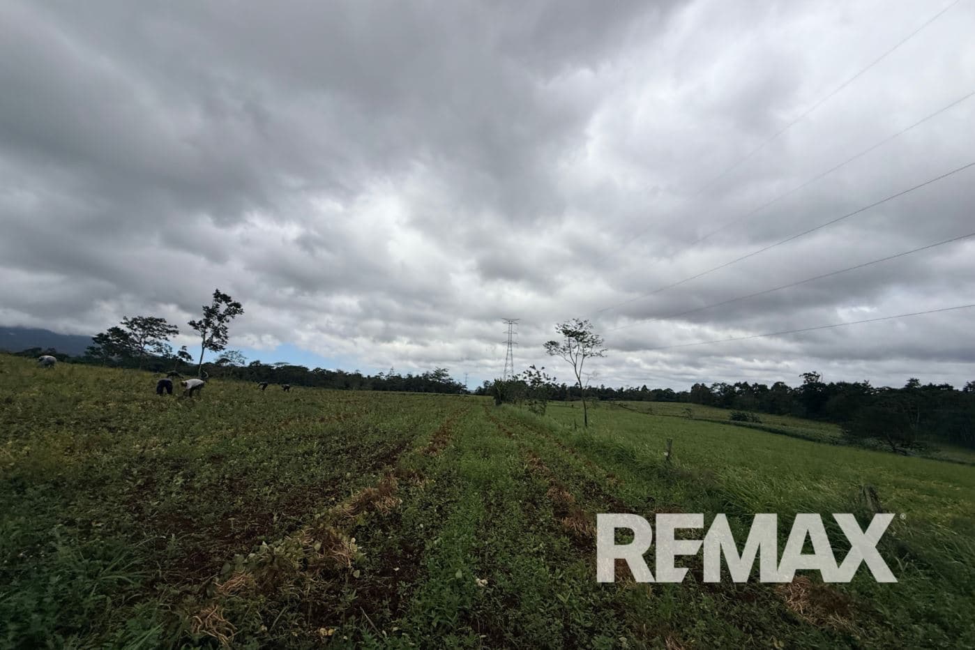 PRODUCTIVE FARM FOR SALE IN SANTA CECILIA, LA CRUZ – GUANACASTE, photo 21
