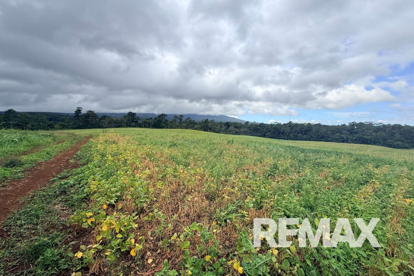 PRODUCTIVE FARM FOR SALE IN SANTA CECILIA, LA CRUZ – GUANACASTE, photo 4