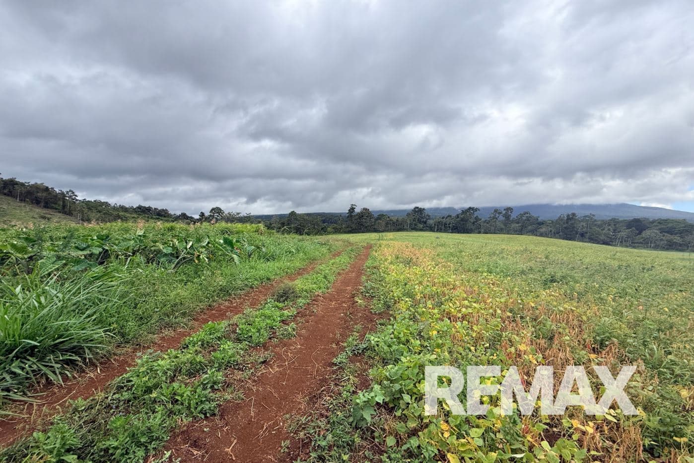 PRODUCTIVE FARM FOR SALE IN SANTA CECILIA, LA CRUZ – GUANACASTE, photo 3
