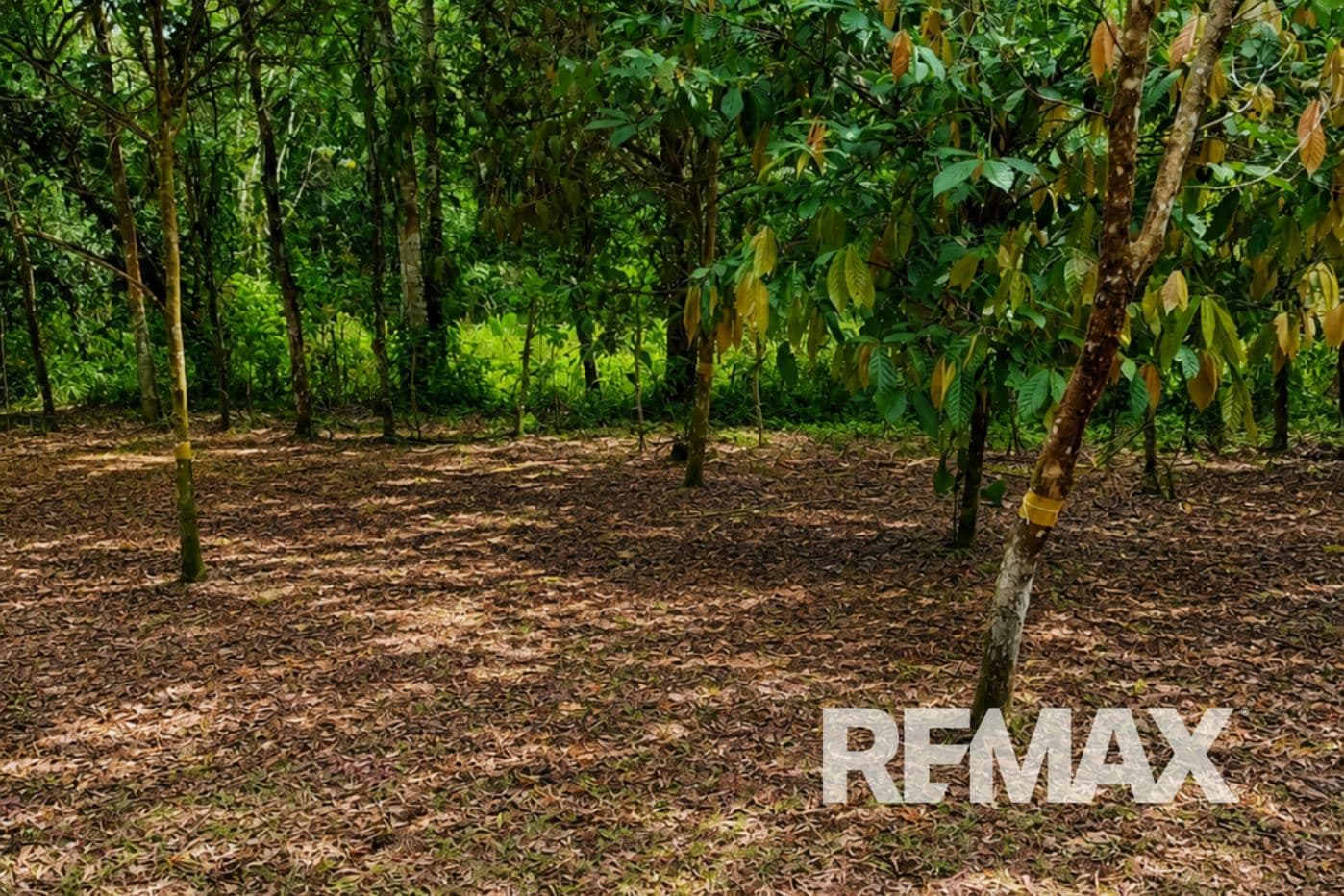 HOME FOR SALE IN LLANO AZUL, UPALA, COSTA RICA, photo 29