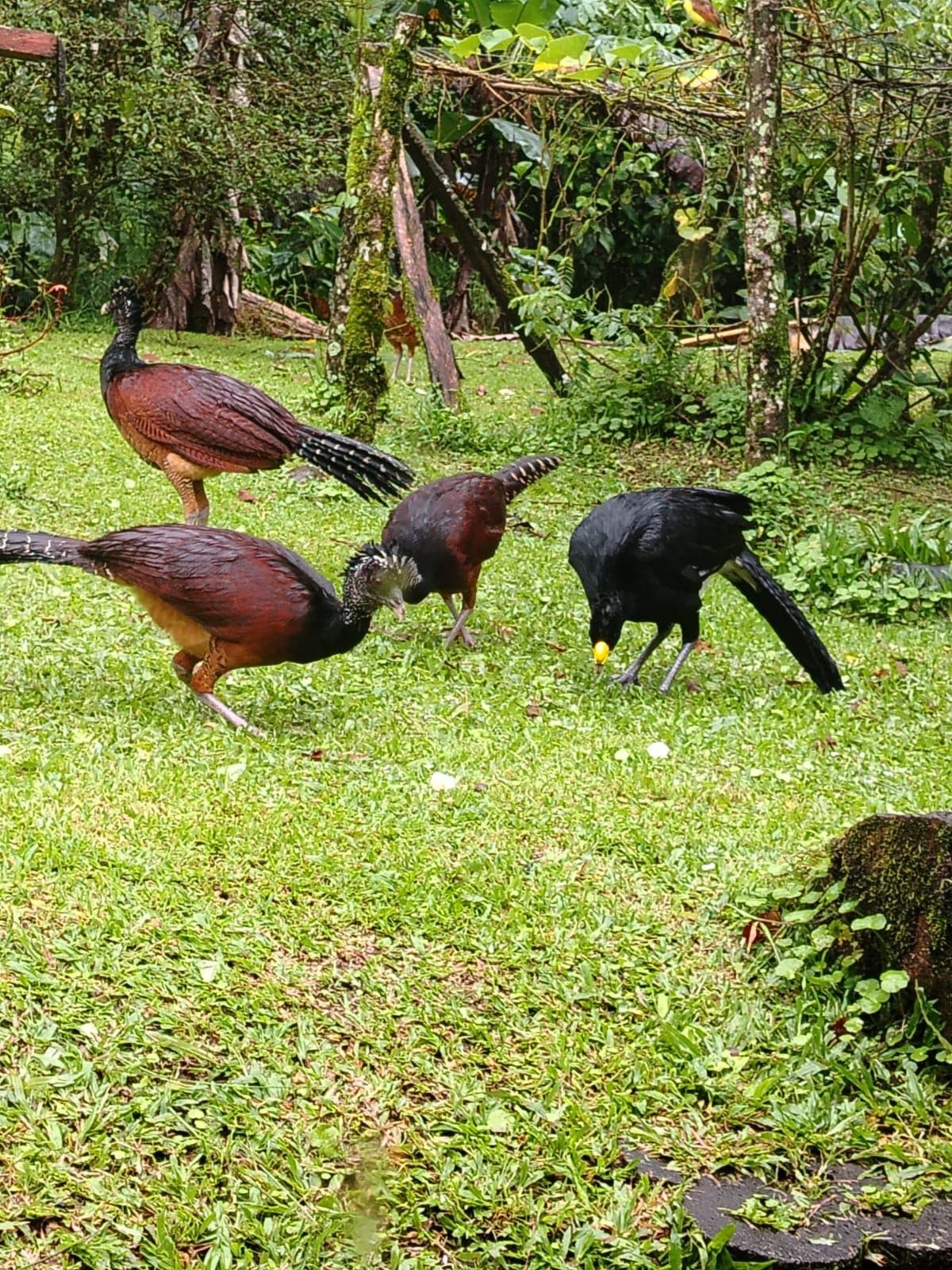 Prime Investment Opportunity: 45.8-Hectare Eco-Paradise in La Fortuna, photo 6