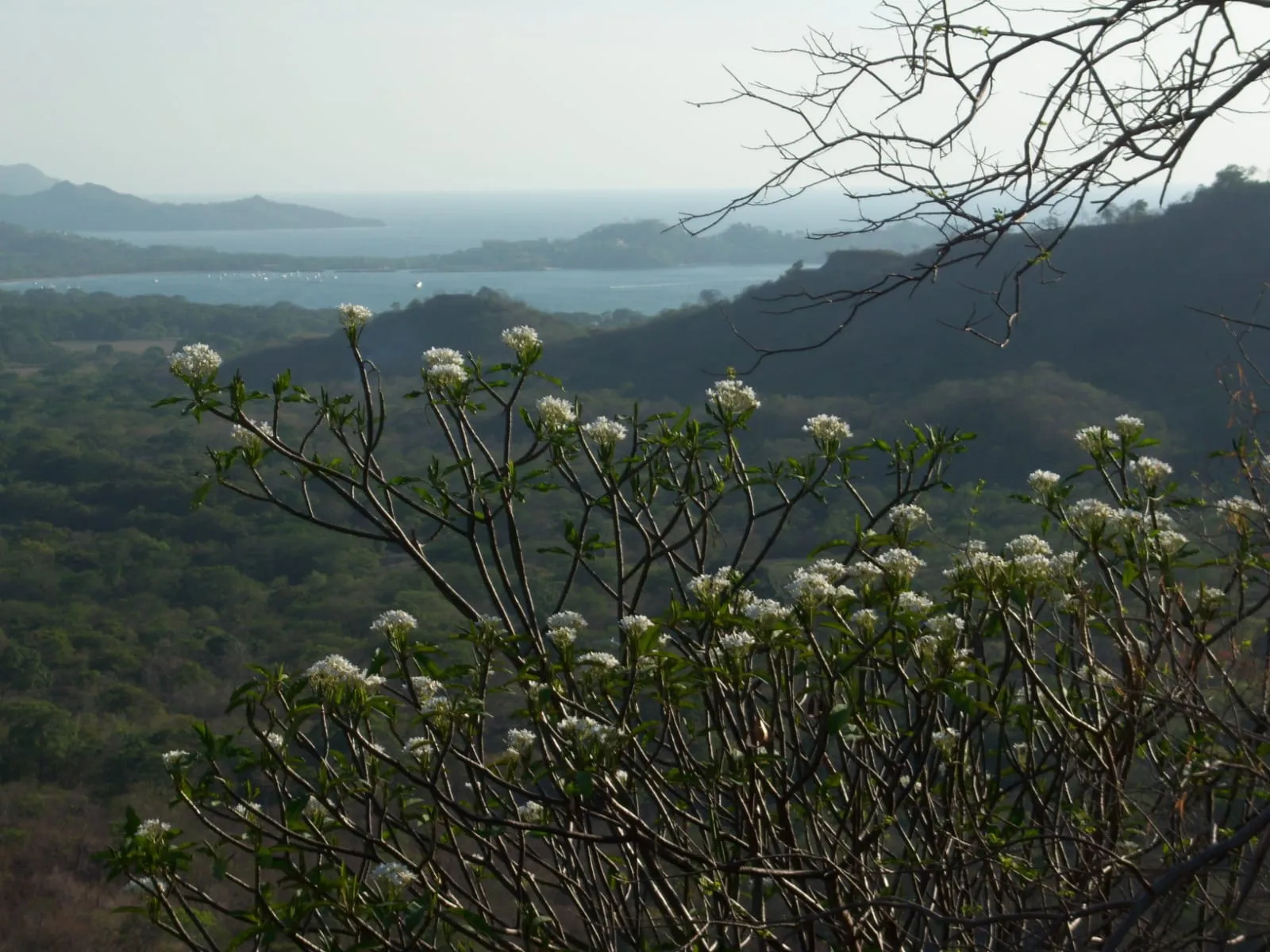 Numu on the Monkey Trail | 46.5-Acre Development Site Near Flamingo, Costa Rica, photo 15
