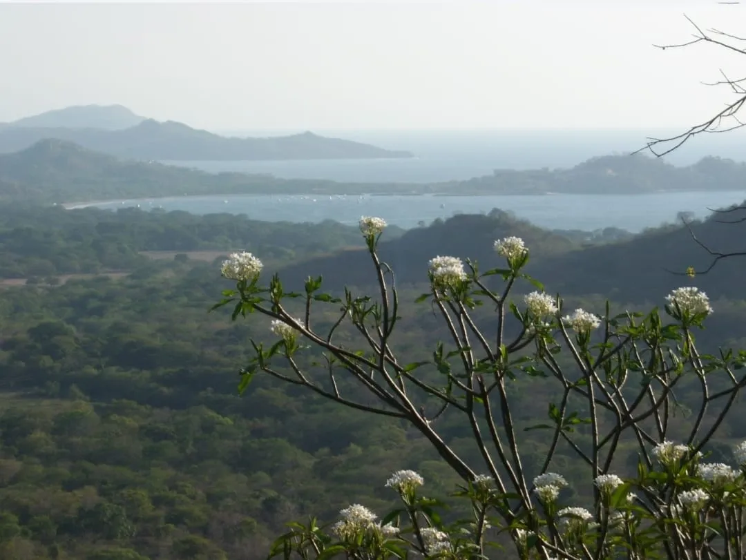 Numu on the Monkey Trail | 46.5-Acre Development Site Near Flamingo, Costa Rica, photo 9