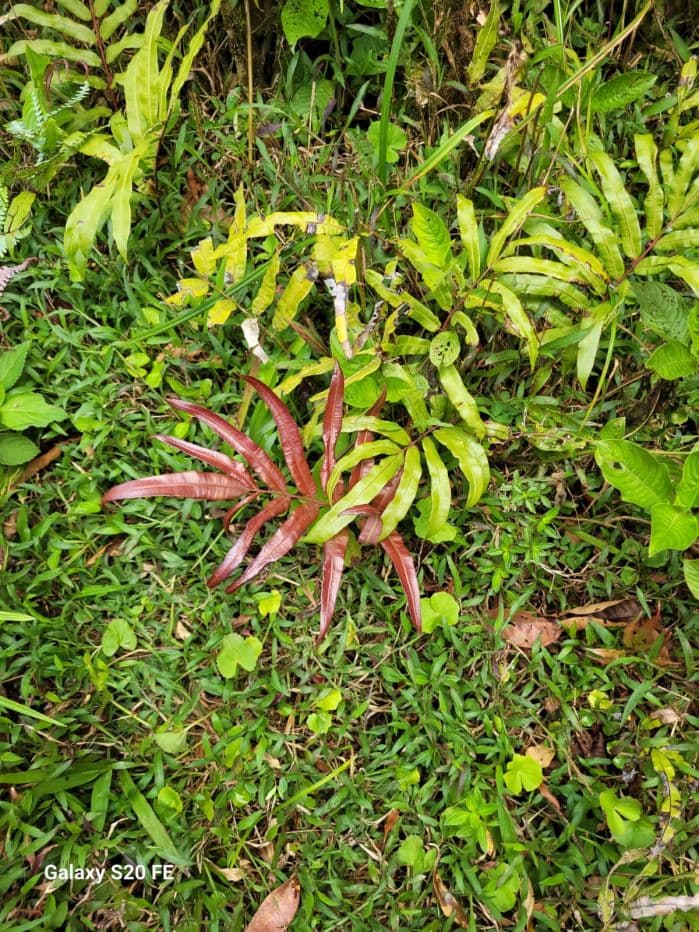 Preserve land in protected area Costa Rica, photo 15