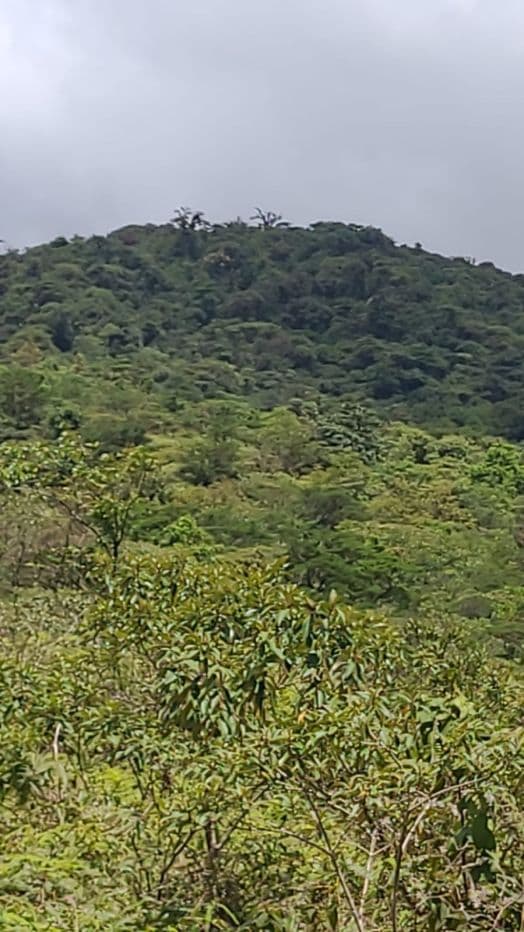 Preserve land in protected area Costa Rica, photo 18
