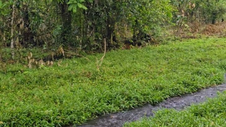 27,000+ m² Nature Retreat with Spring, River & Valuable Timber – La Palmera, photo 7