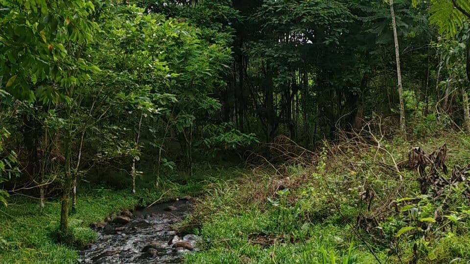 27,000+ m² Nature Retreat with Spring, River & Valuable Timber – La Palmera, photo 4
