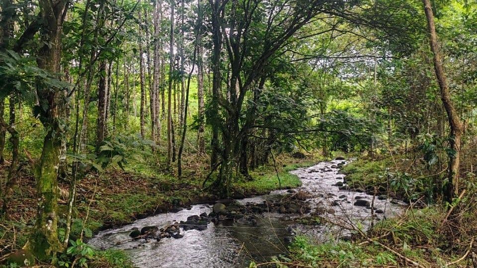27,000+ m² Nature Retreat with Spring, River & Valuable Timber – La Palmera, photo 6