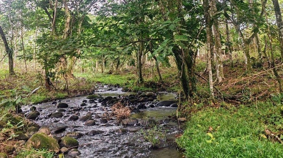 27,000+ m² Nature Retreat with Spring, River & Valuable Timber – La Palmera