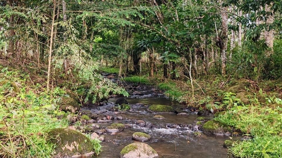 27,000+ m² Nature Retreat with Spring, River & Valuable Timber – La Palmera, photo 5