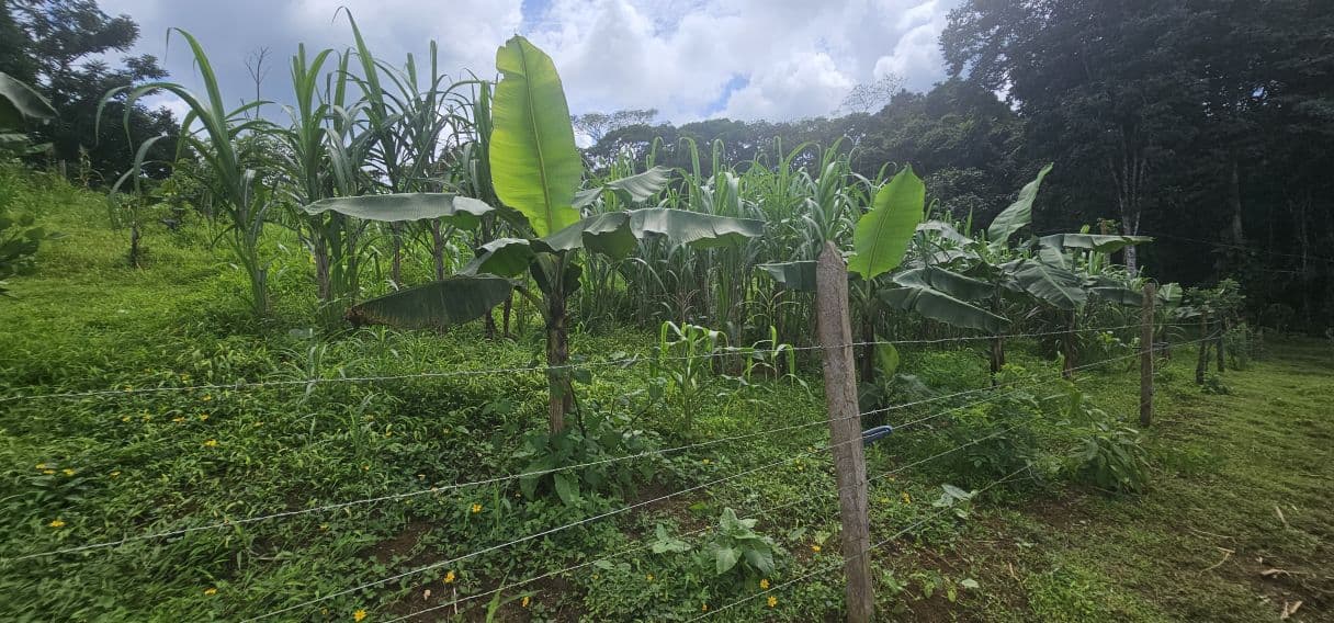 13,000 m² Finca with River, Tilapia Pond & Farm Infrastructure – Peñas Blancas, photo 16