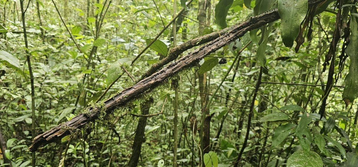 A Rare Tourism Opportunity on Costa Rica’s National Route 702, photo 28
