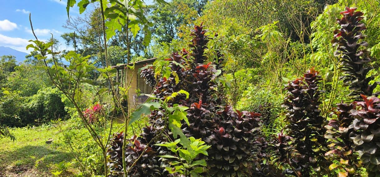 A Rare Tourism Opportunity on Costa Rica’s National Route 702, photo 6