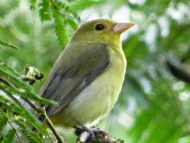 A Rare Tourism Opportunity on Costa Rica’s National Route 702, photo 27