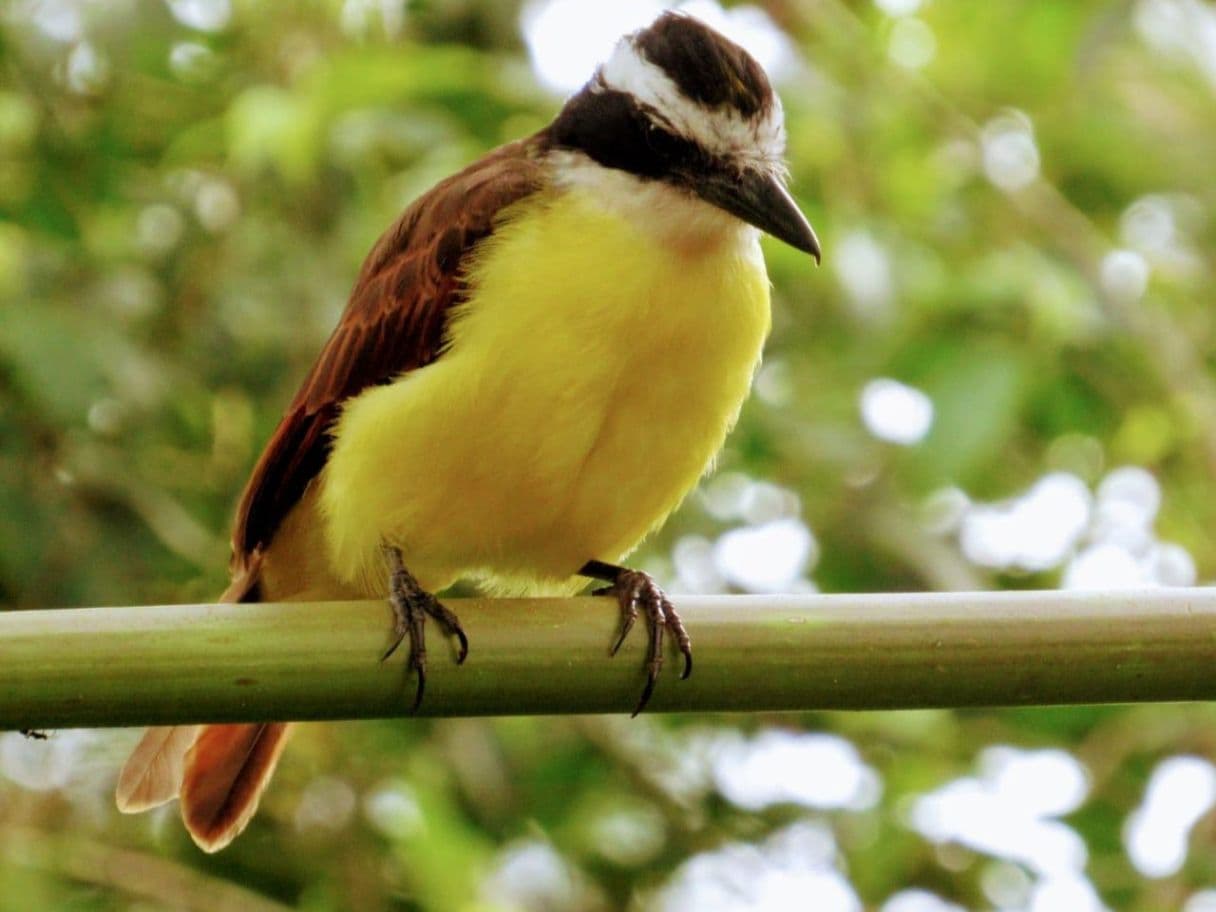 A Rare Tourism Opportunity on Costa Rica’s National Route 702, photo 26