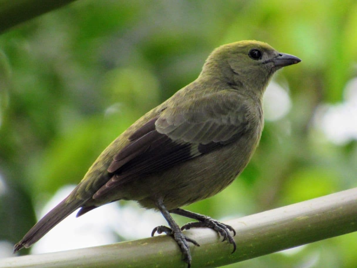 A Rare Tourism Opportunity on Costa Rica’s National Route 702, photo 24